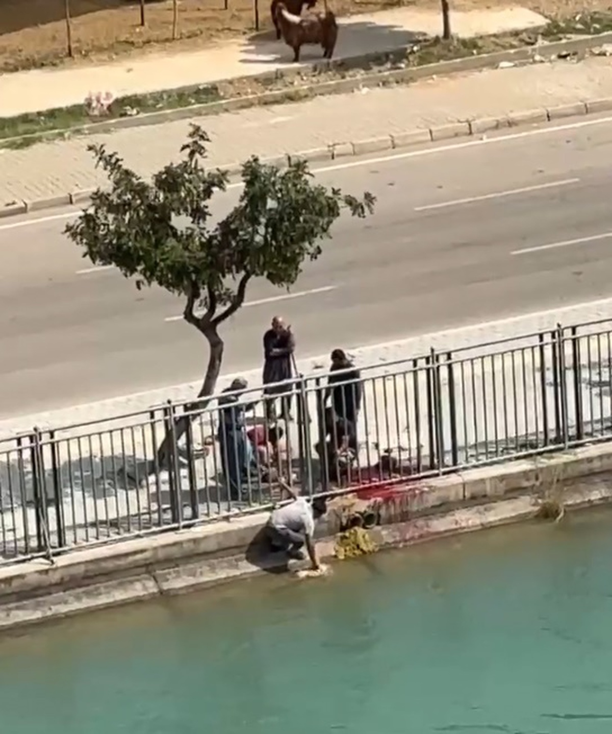 Sulama Kanalında Koyun Kesip Suyu Kirleten Şahıs Yakalandı