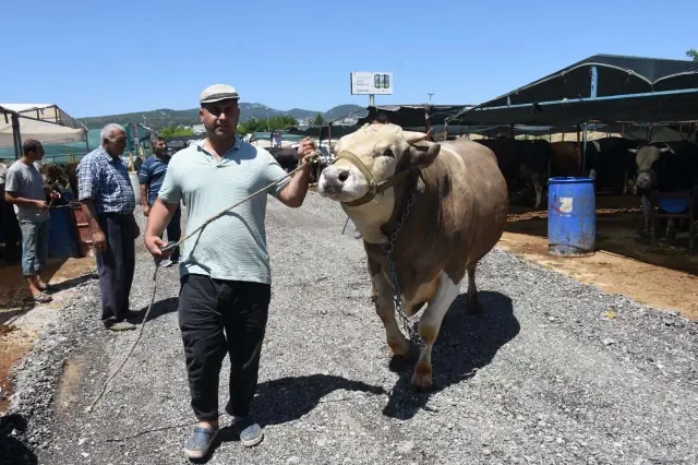 İzmir'de 1,5 Tonluk Boğa 270 Bin Liraya Satıldı