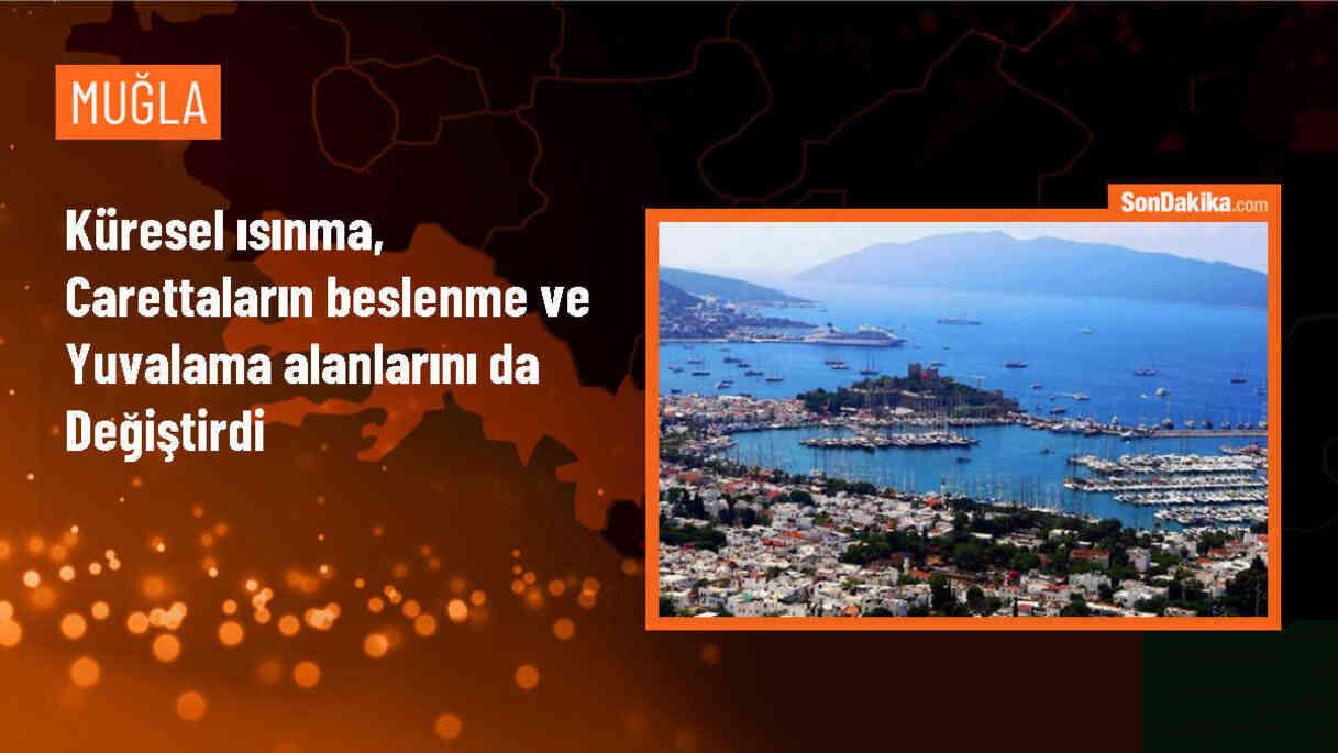 Caretta carettaların yaşam alanları küresel ısınma tehdidiyle değişiyor