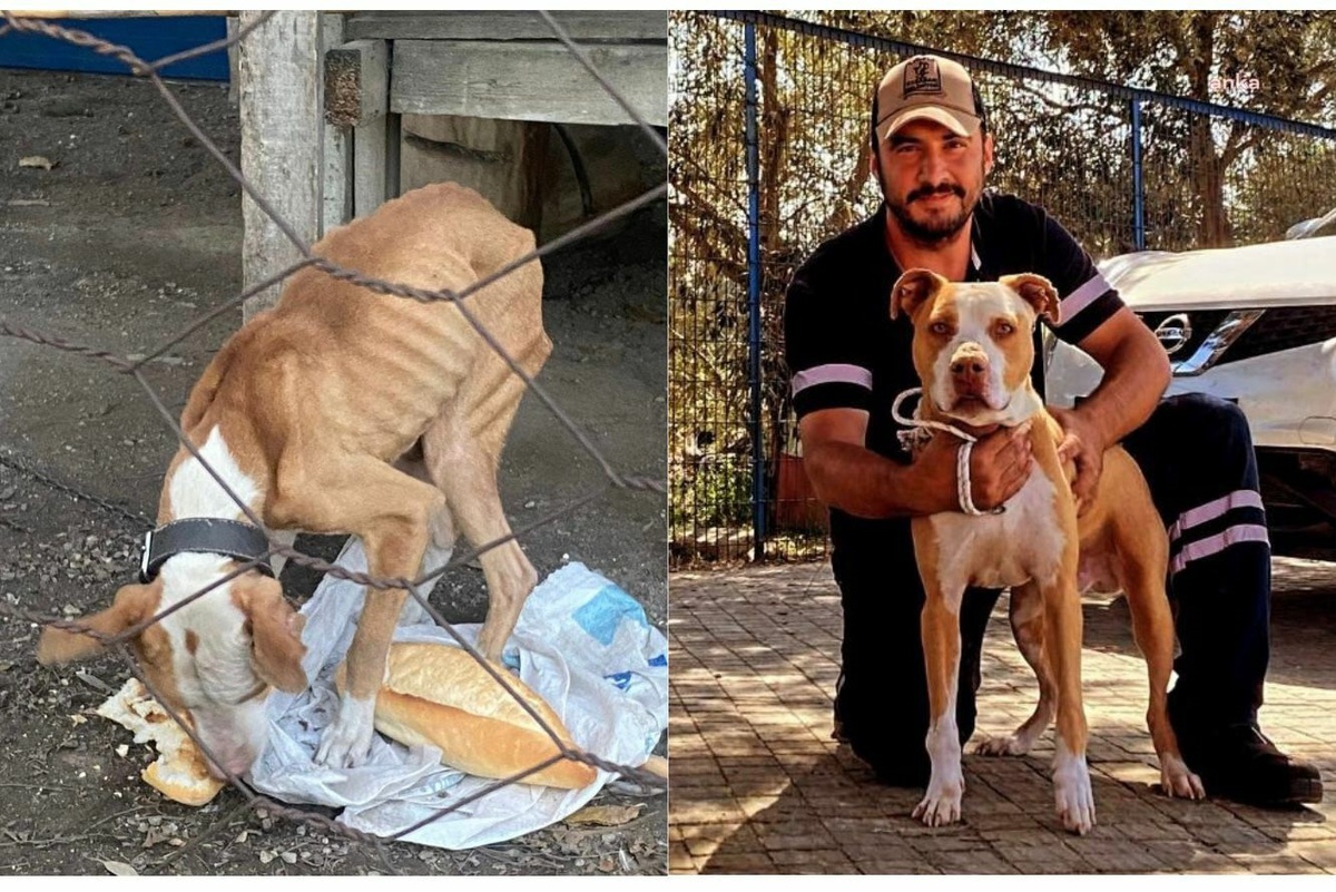 Kuşadası Belediyesi, açlıktan zayıf düşen pitbull cinsi köpeğe sahip çıktı