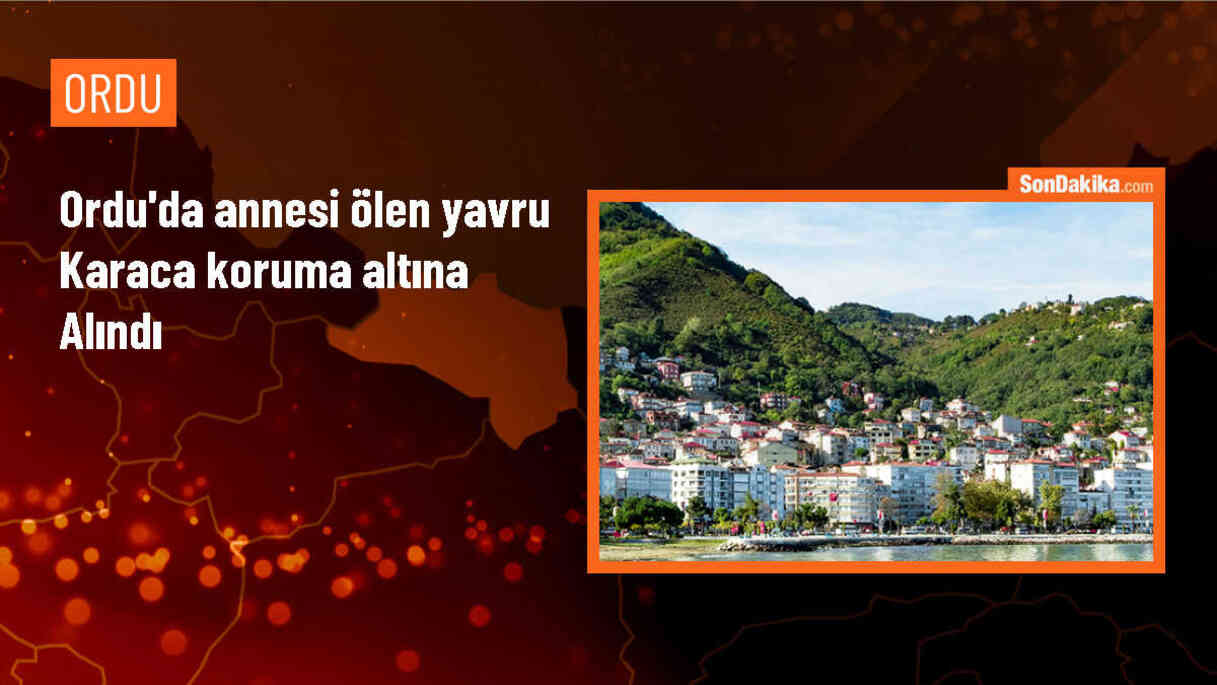 Yavru Karaca, Annesinin Ölümünden Sonra Koruma Altına Alındı
