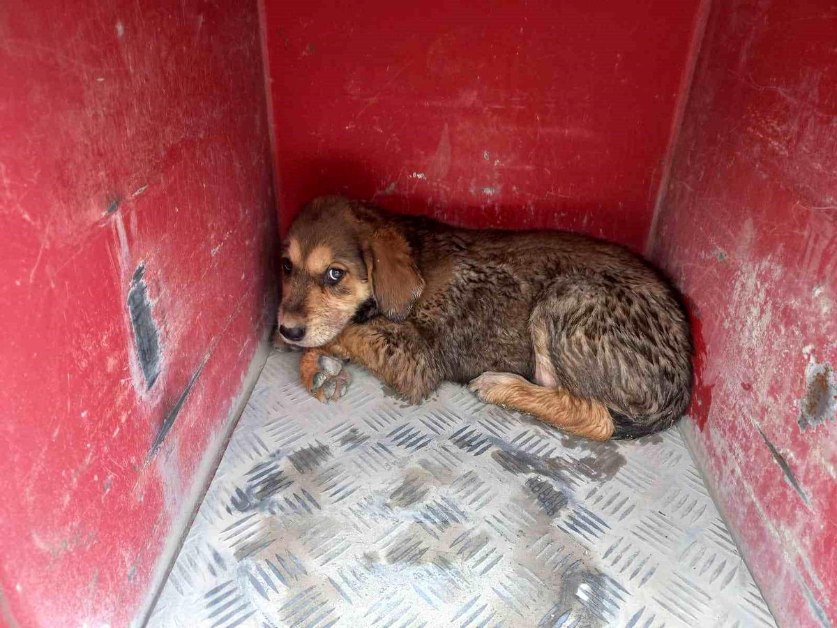 Samandağ\'da Çukura Düşen Köpek İtfaiye Tarafından Kurtarıldı