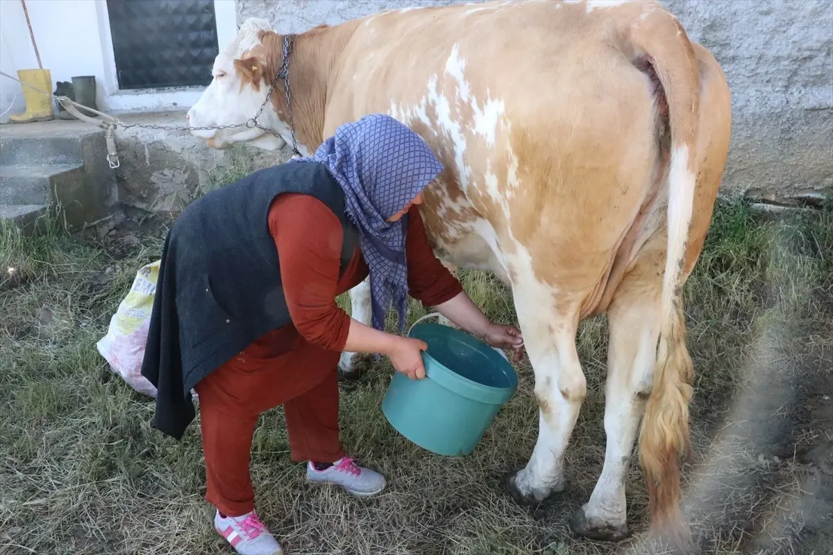 Yozgat\'ın Sarıkaya ilçesinde süt üretimi arttı