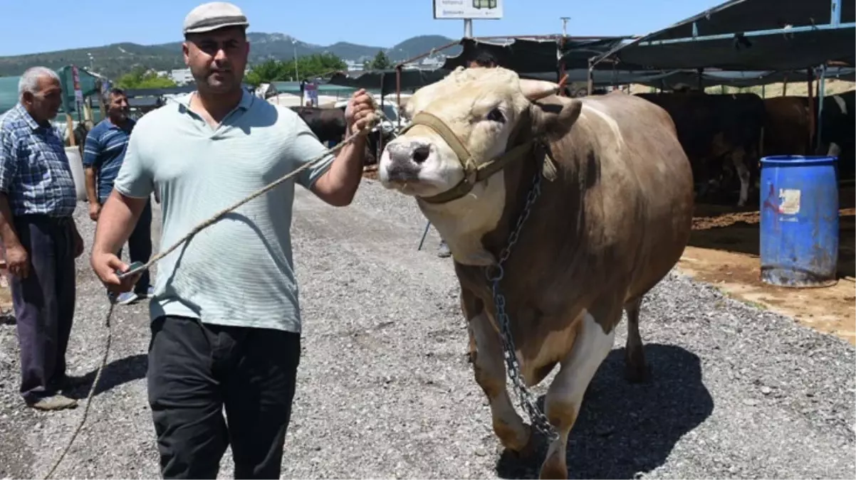 1,5 tonluk boğa, kurban pazarına gelir gelmez satıldı