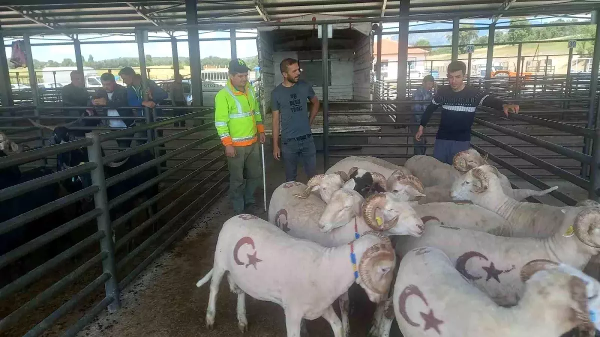 Kütahya Gediz Hayvan Pazarında Kurban Hareketliliği Yaşanıyor