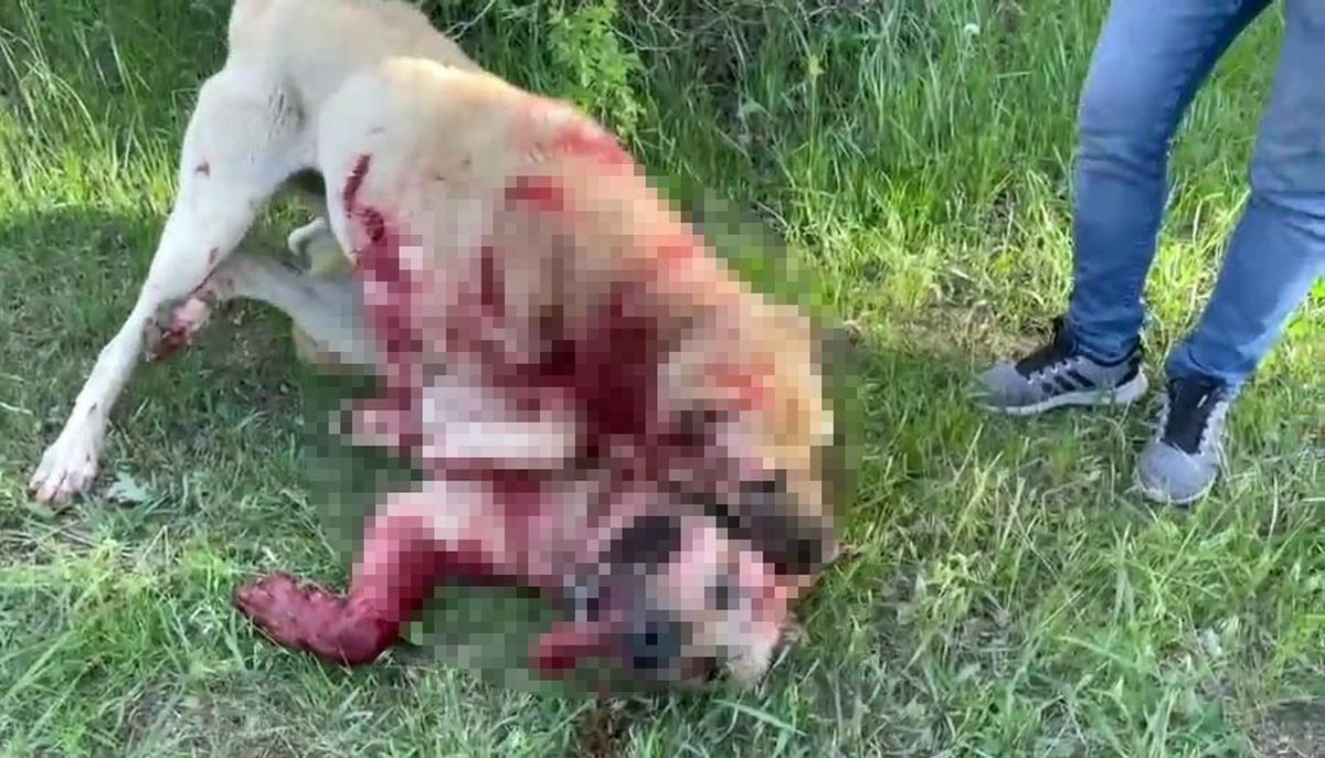 Erzincan\'da Kangal köpekleri dövüştürüldü, soruşturma başlatıldı