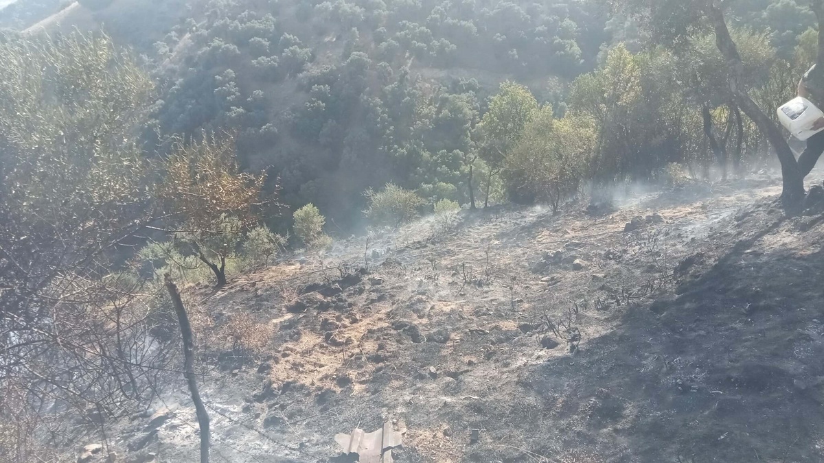 Zeytinlikte çıkan yangında gözaltına alınan şüpheliler serbest bırakıldı