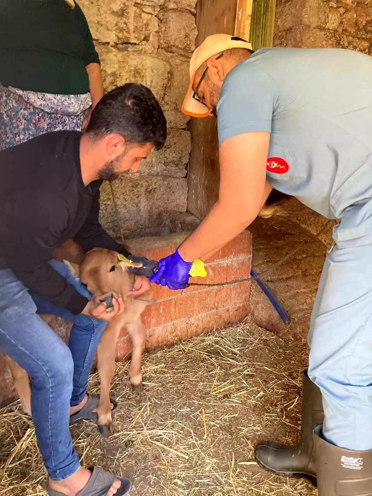 Koçarlı\'da Büyükbaş Hayvanlara Şap Hastalığı Aşısı Yapılıyor