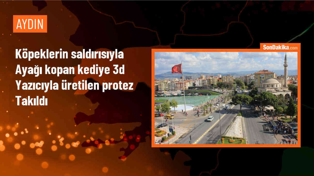 Aydın\'da sahipsiz köpeklerin saldırısı sonucu bir kediye protez ayak takıldı