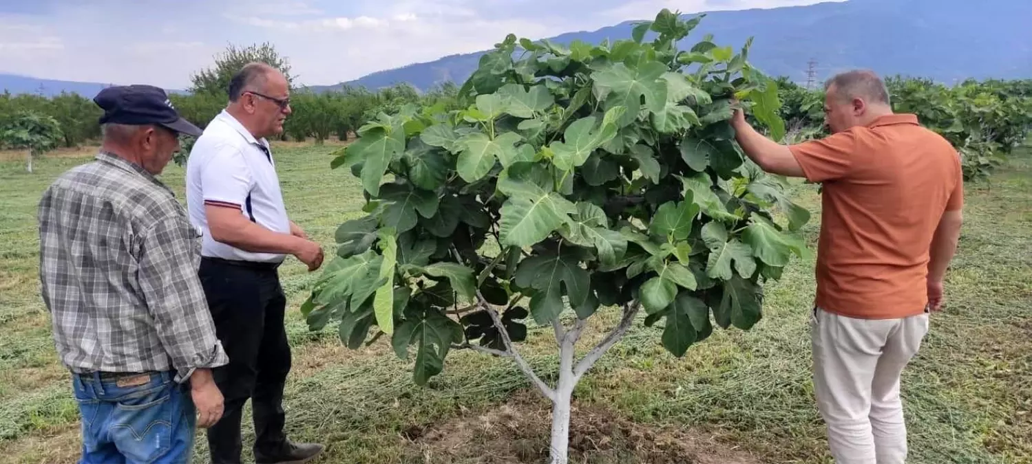 Aydın Kuyucak\'ta İncir Bahçelerinde Hastalık ve Zararlı Kontrolü Yapıldı