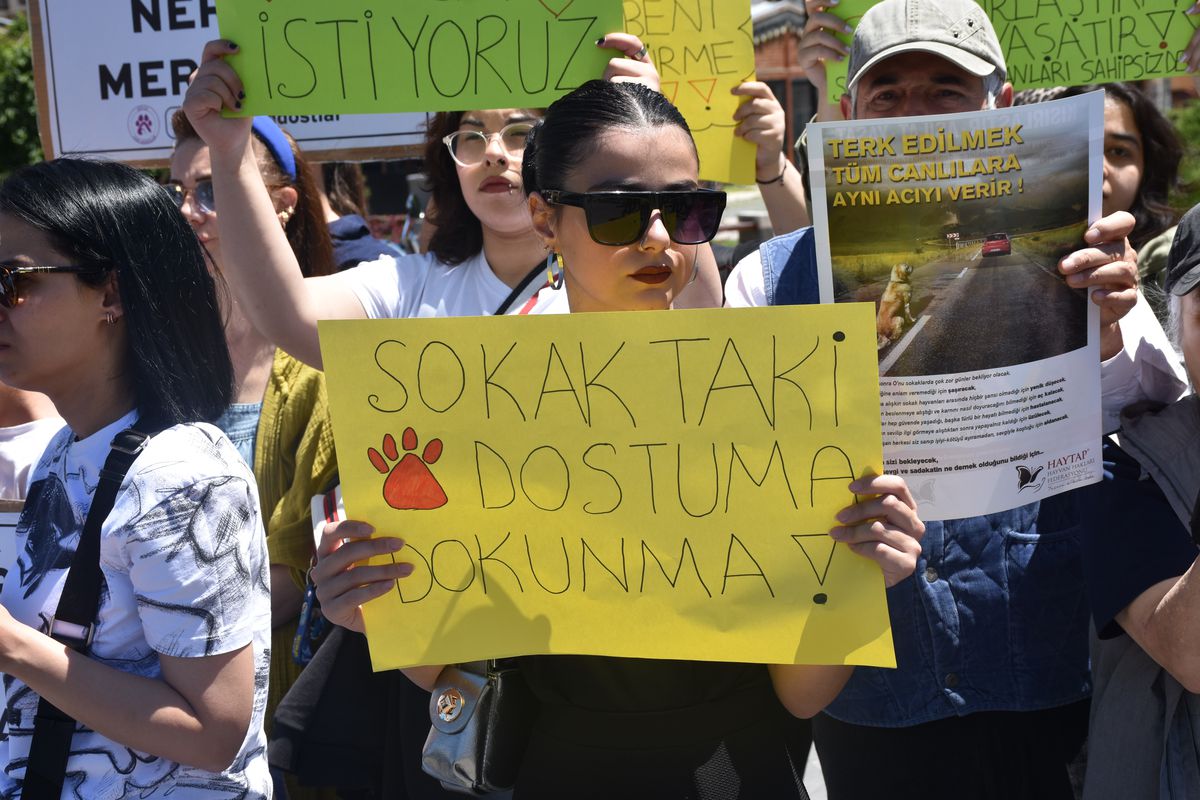 Sivas\'ta Hayvanseverler Sokak Köpeklerinin Kısırlaştırılması İçin Çağrı Yaptı