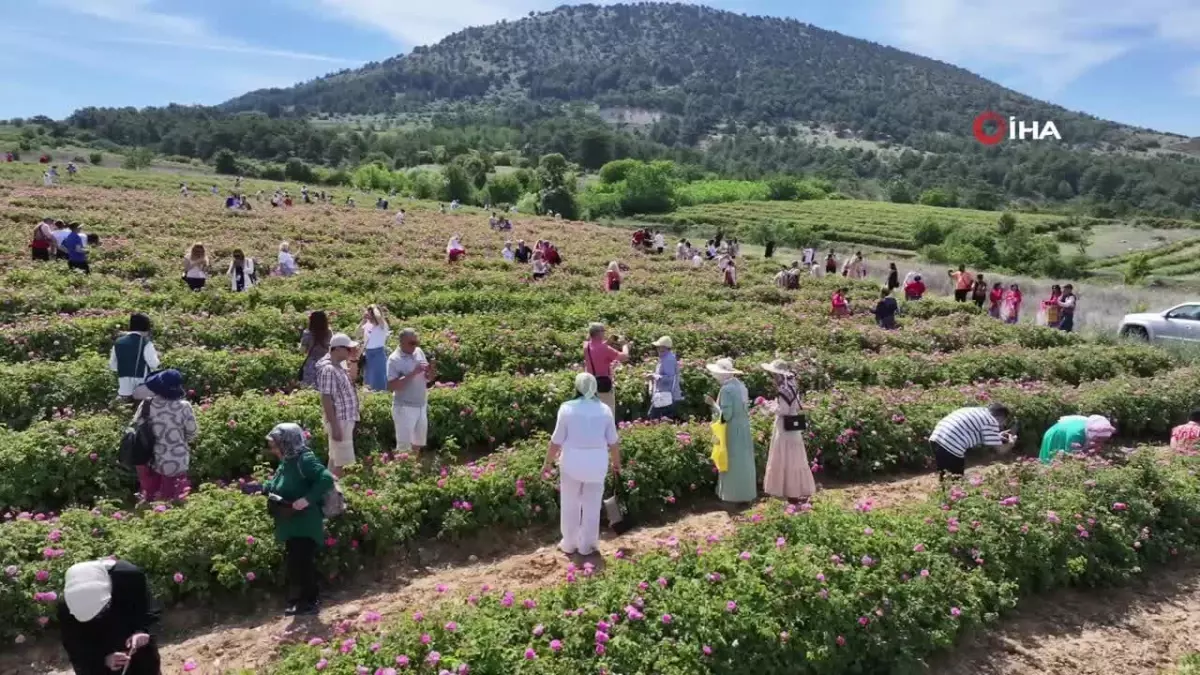 Uluslararası Isparta Gül Festivali gül hasadıyla renklendi