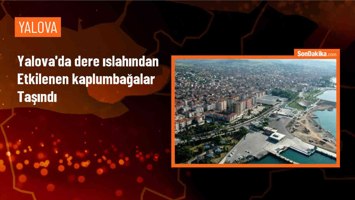 Yalova\'da ıslah çalışması sırasında bulunan kaplumbağalar başka bir dereye nakledildi