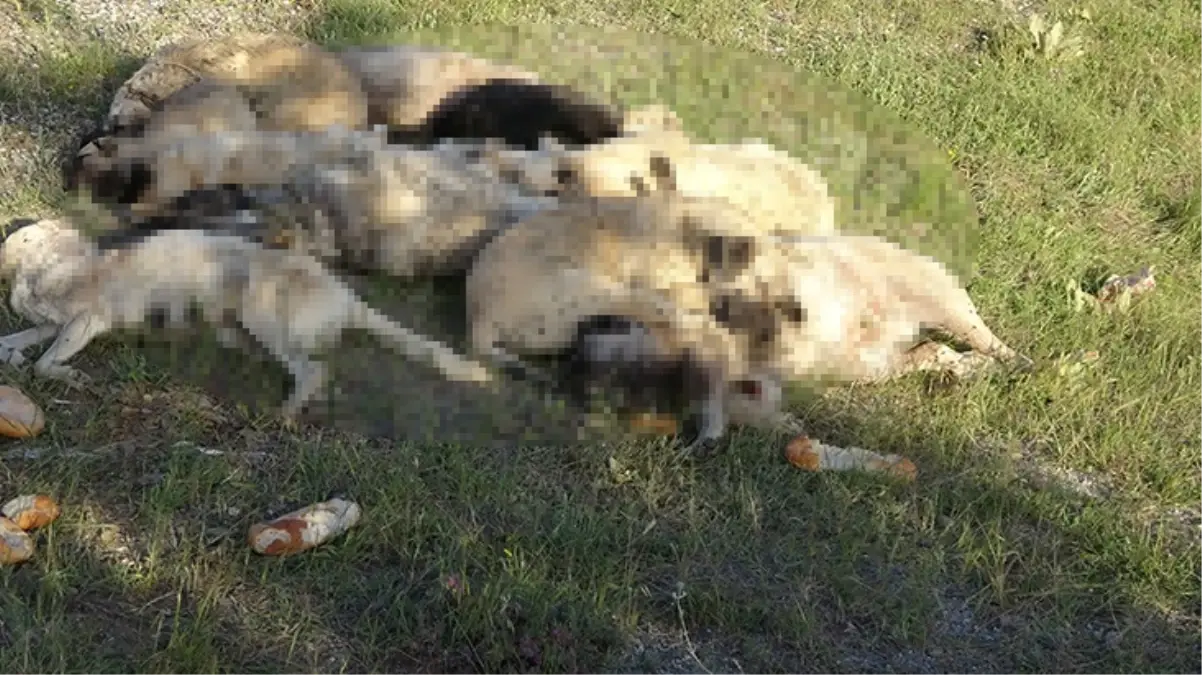 Yozgat\'ta 20\'nin üzerinde sokak köpeği ölü bulundu