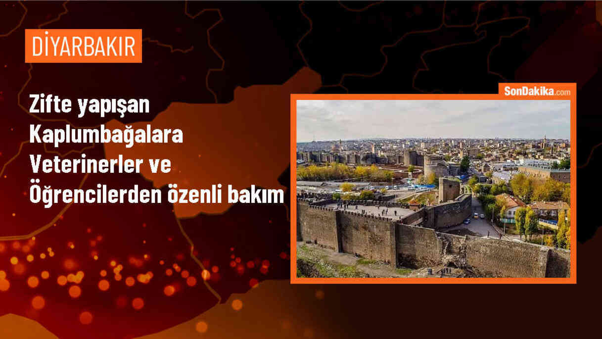 Diyarbakır\'da zifte yapışan kaplumbağalar tedavi altına alındı