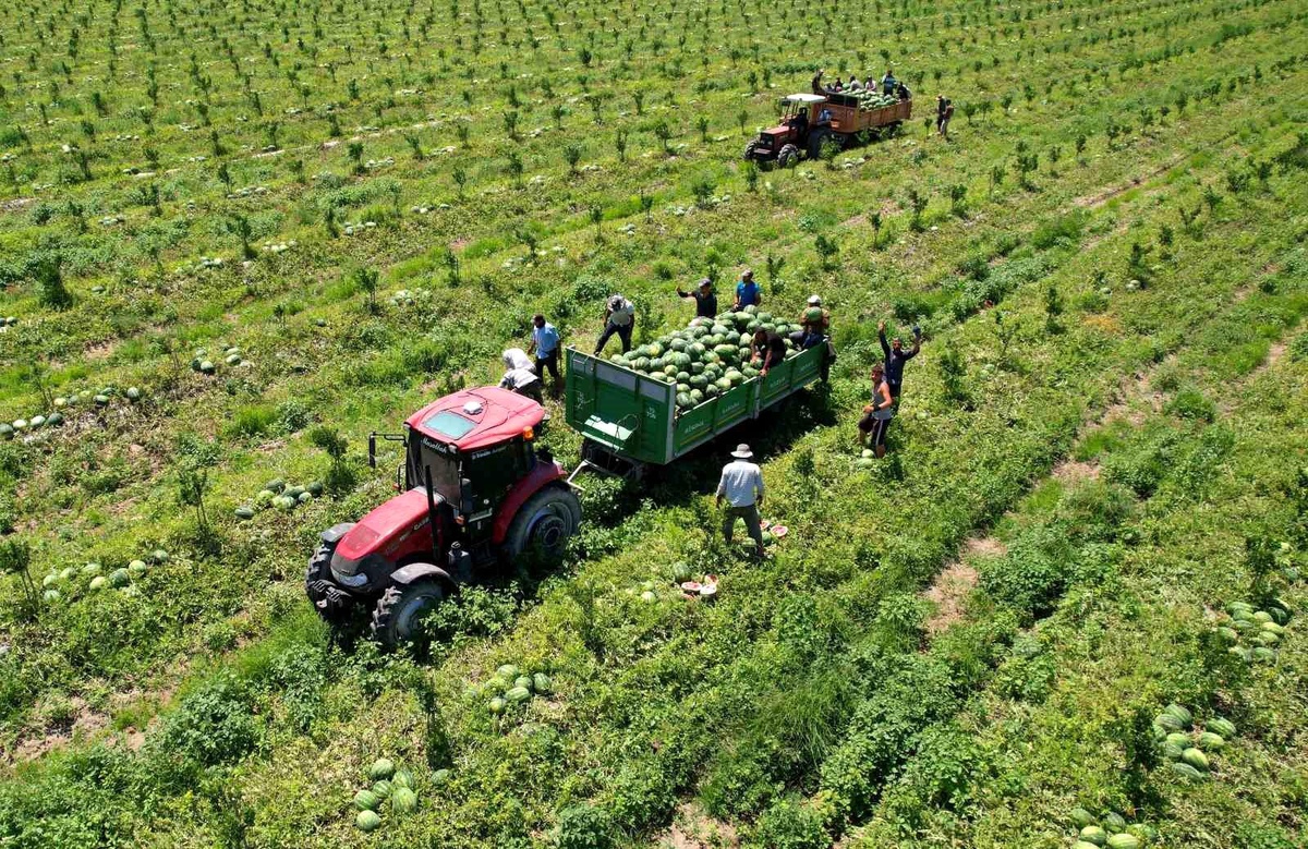 Adana karpuzunun kilogram fiyatı 7 liraya kadar geriledi