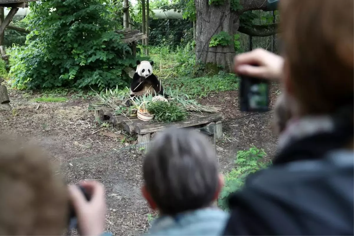 Pairi Daiza Hayvanat Bahçesi\'nde dev panda Tian Bao\'nun doğum günü kutlandı