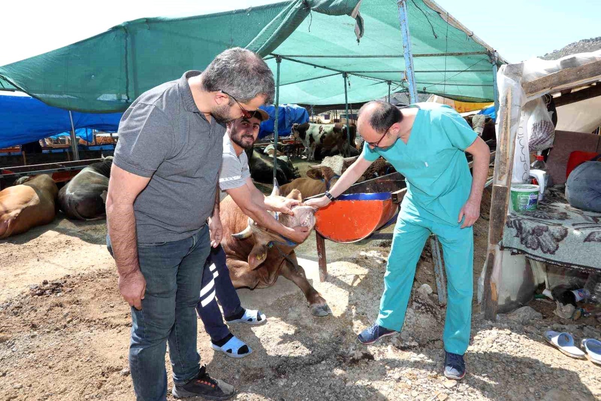 Bayraklı Belediyesi Kurban Satış Yeri Hazırlıklarını Tamamladı