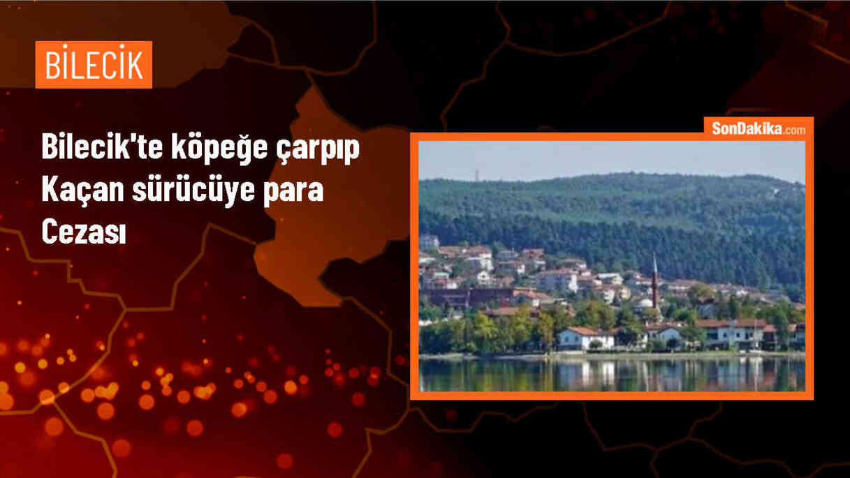 Sokak köpeğine çarpan sürücüye ceza kesildi
