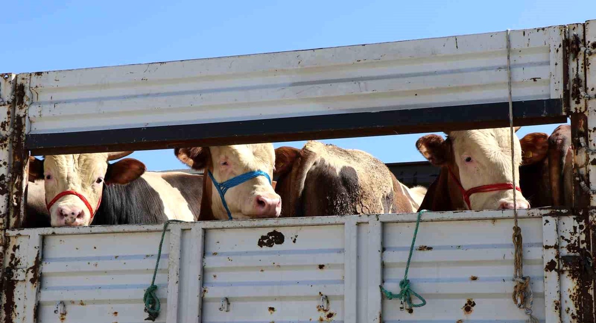 Kurban Bayramı\'nda Erzincan\'dan batı illerine gönderilen kurbanlıklar denetimden geçiriliyor