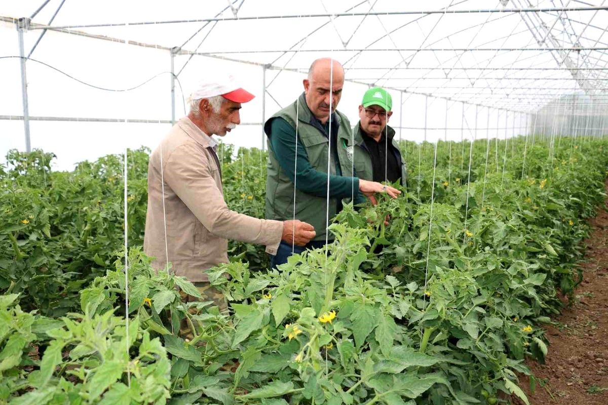Erzincan\'da Seracılık Sektörü Gelişiyor