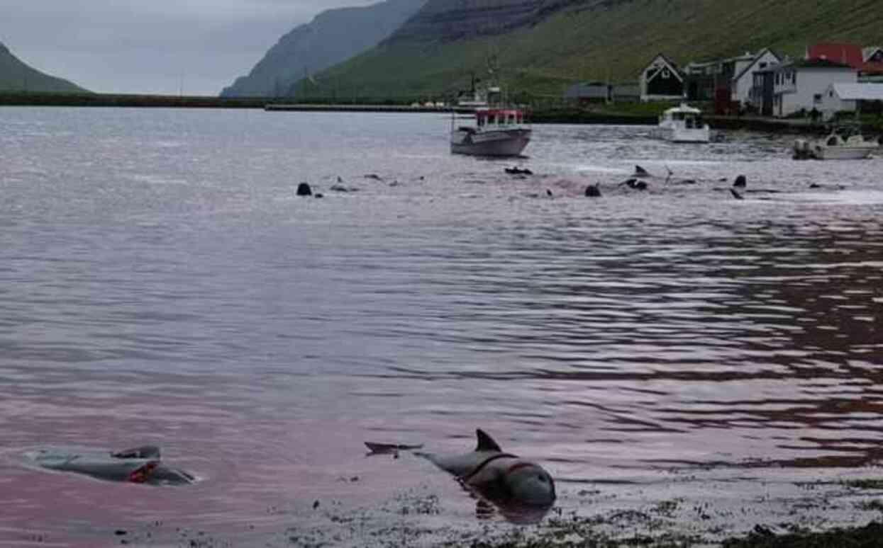 Faroe Adaları'nda gerçekleştirilen geleneksel 'grindadrap' avında en az 138 pilot balina köylüler tarafından limana sürülerek öldürüldü