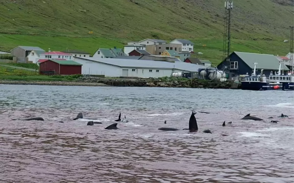 Faroe Adaları\'nda Geleneksel Balina Avında 138 Pilot Balina Öldürüldü