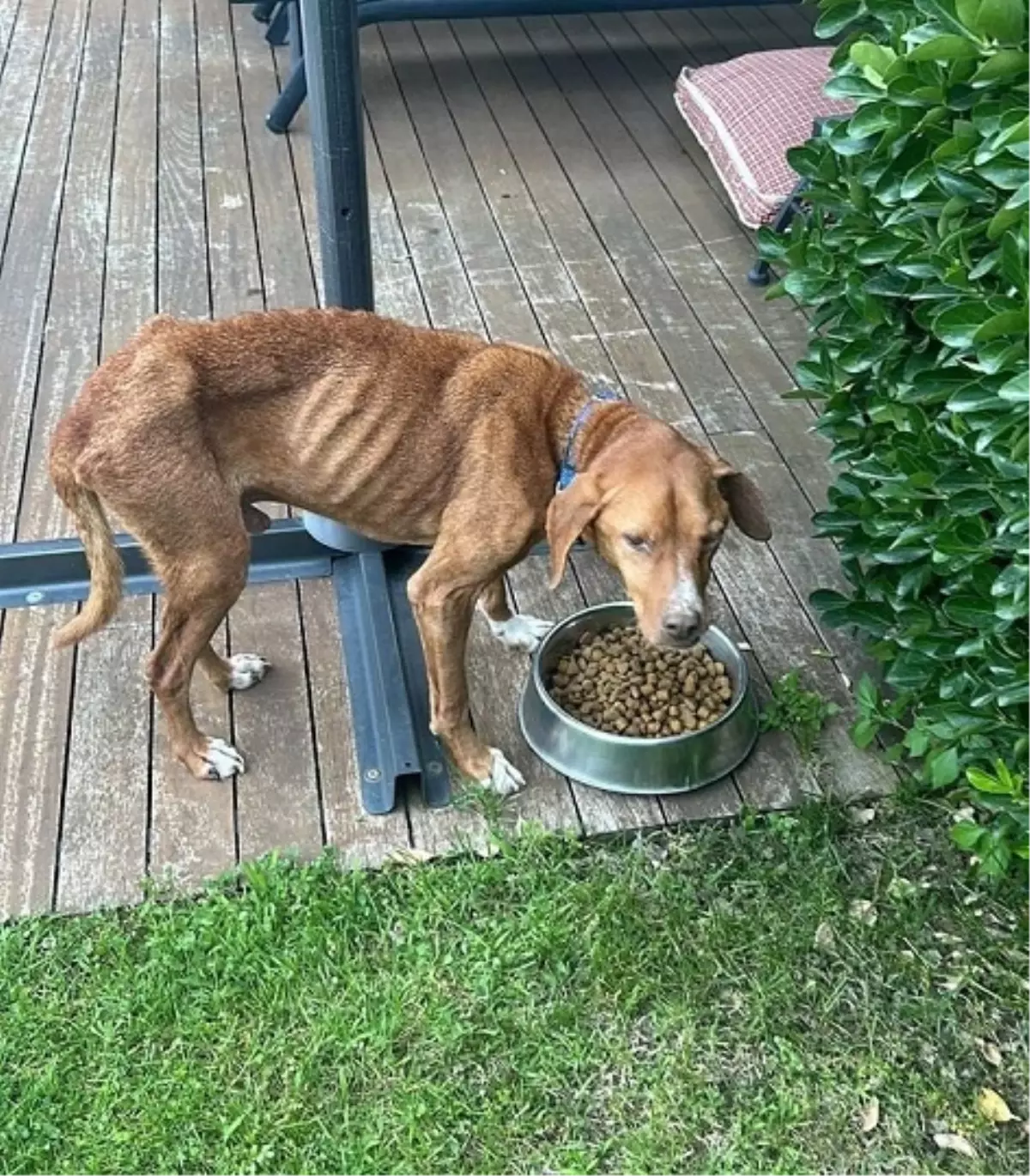 Beyoğlu Belediye Başkanı İnan Güney ve eşi terk edilmiş ve işkenceye uğramış bir köpeğe yeni bir yuva buldu