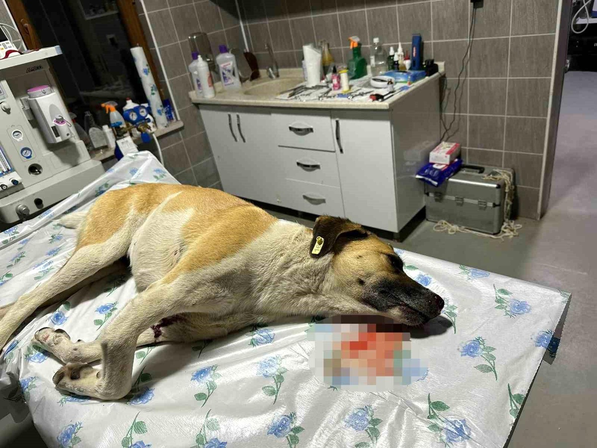 Otomobiliyle köpeğe çarpan sürücüye ceza kesildi
