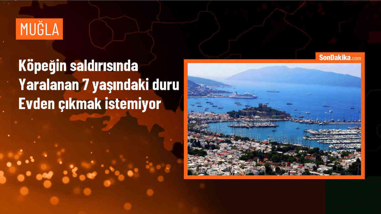 Bodrum\'da sahipsiz köpek saldırısıyla korku dolu anlar yaşandı