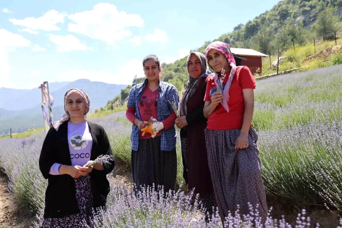 Adana\'da kadın girişimciler lavanta üretimine başladı