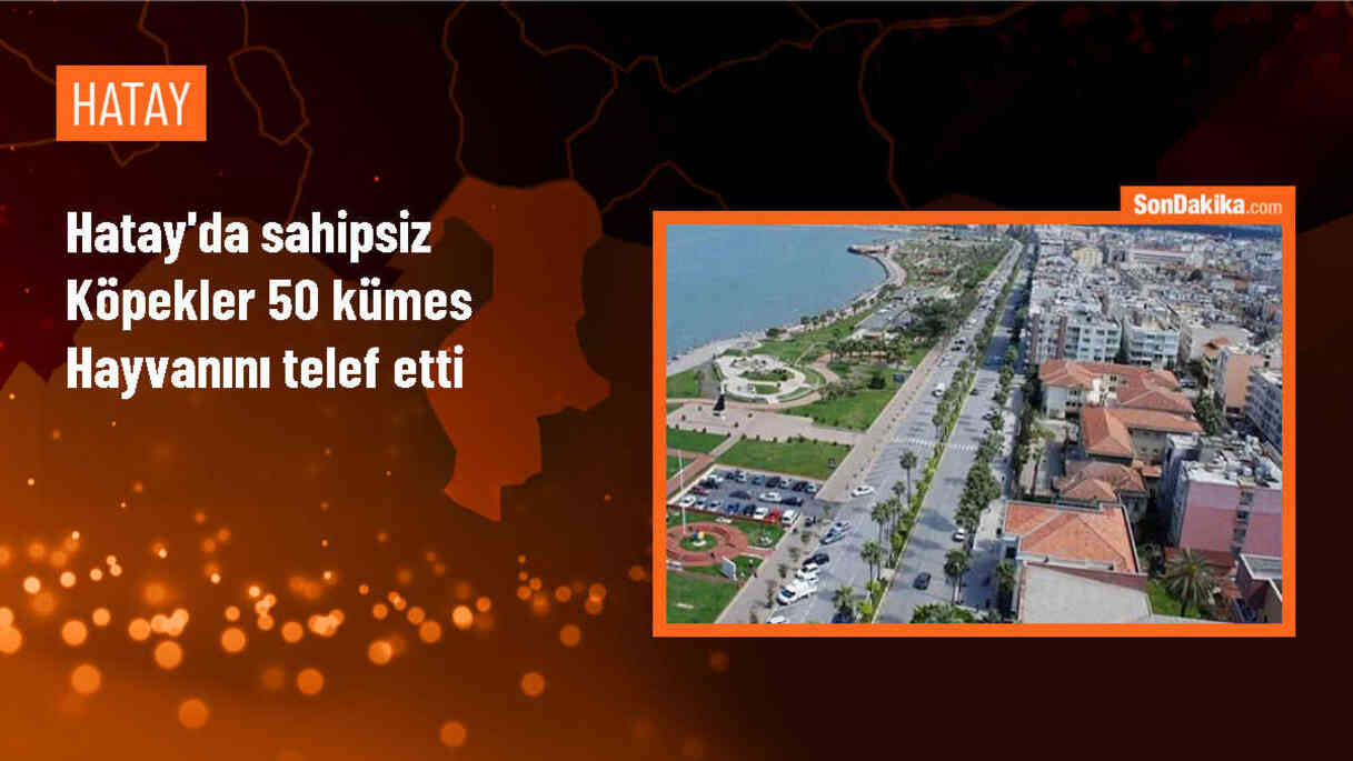 Sahipsiz Köpeklerin Saldırısı Sonucu 50 Tavuk ve Horoz Telef Oldu