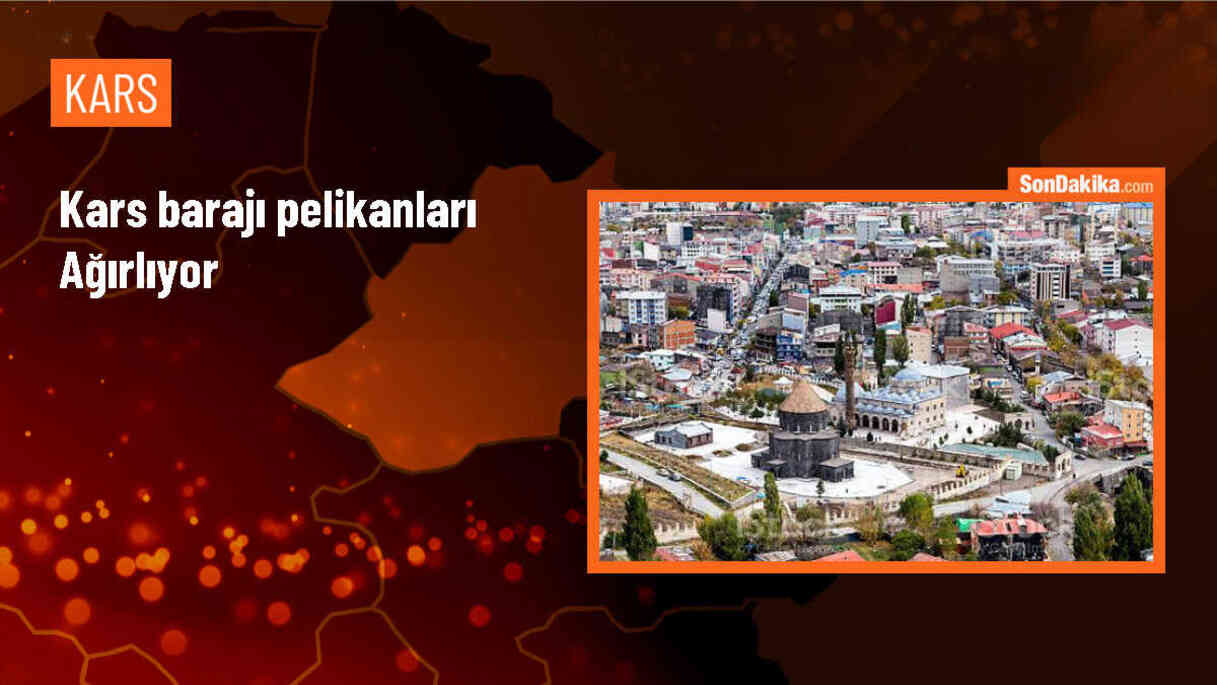 Kars Barajı, Pelikanlara Ev Sahipliği Yapıyor