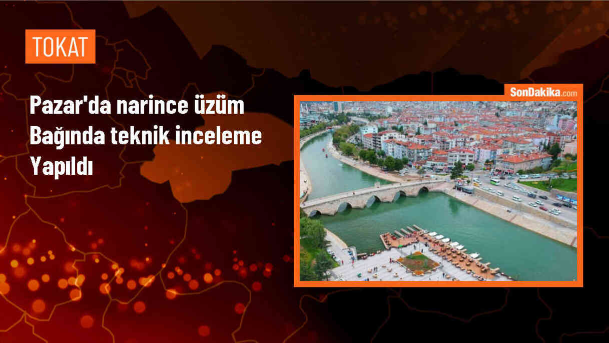 Tokat\'ta narince üzüm bağında biyoteknik mücadele başlatıldı