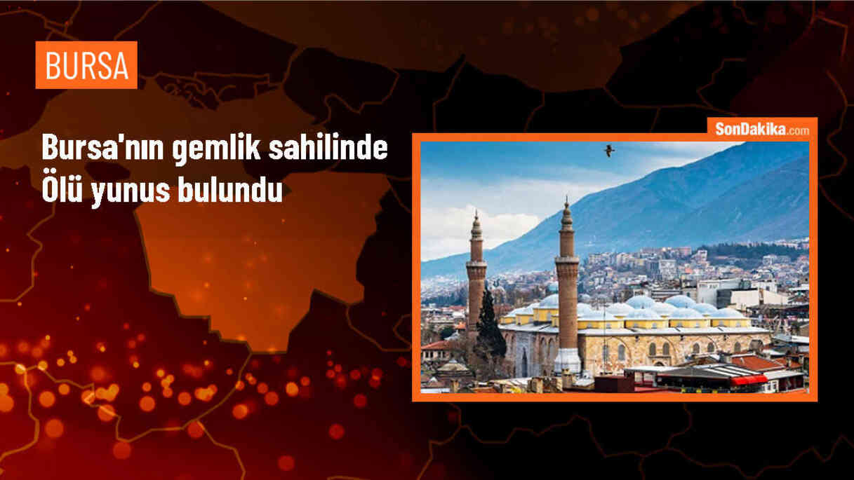 Bursa\'nın Gemlik Sahili\'nde Ölü Yunus Bulundu