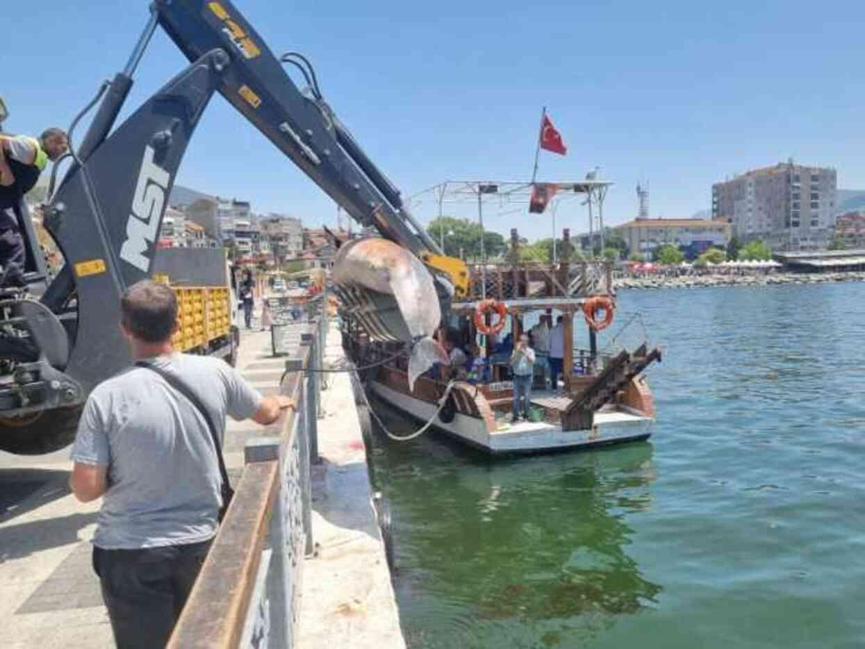 Bursa sahiline 3 metrelik ölü yunus vurdu