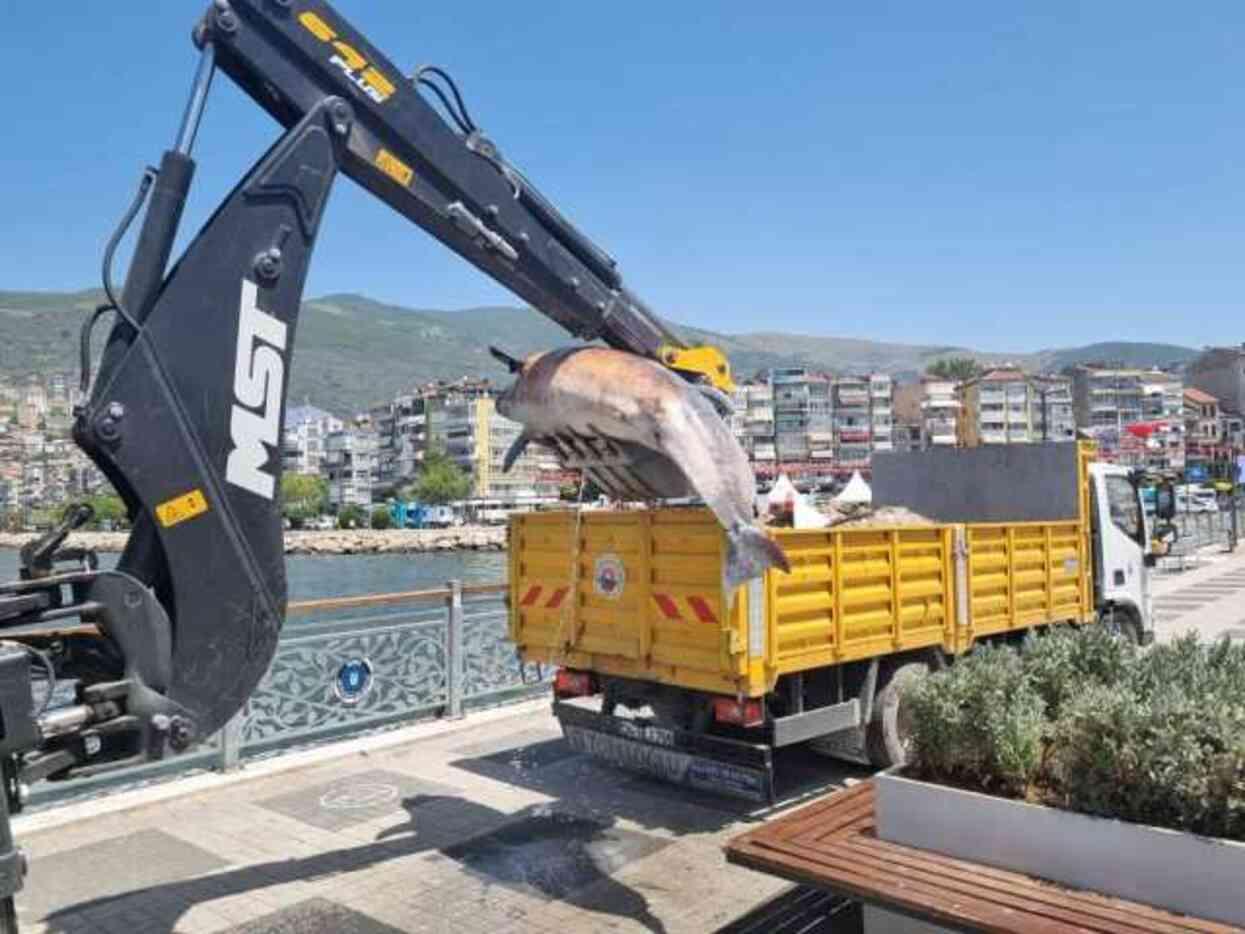 Bursa sahiline 3 metrelik ölü yunus vurdu