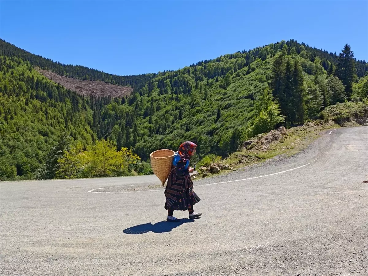 Doğu Karadeniz\'de Büyükbaş Hayvanlar Yaylalara Göç Etmeye Başladı