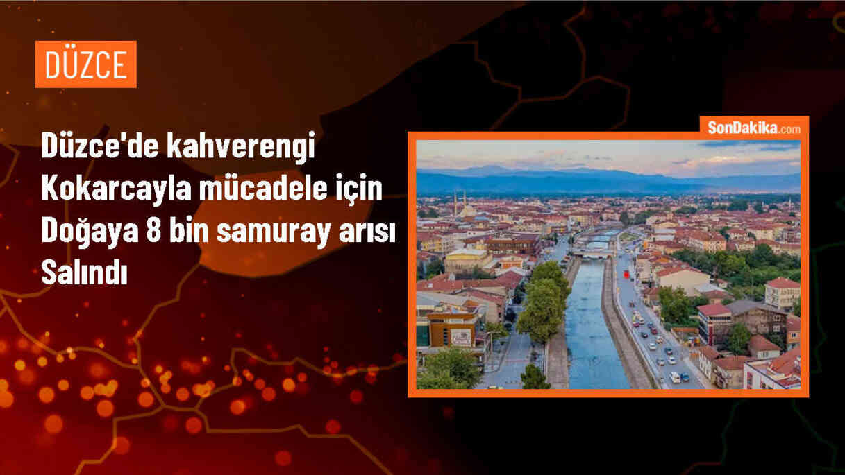 Düzce\'de Fındık Verimini Etkileyen Kahverengi Kokarca ile Mücadelede 8 Bin Samuray Arısı Doğaya Bırakıldı