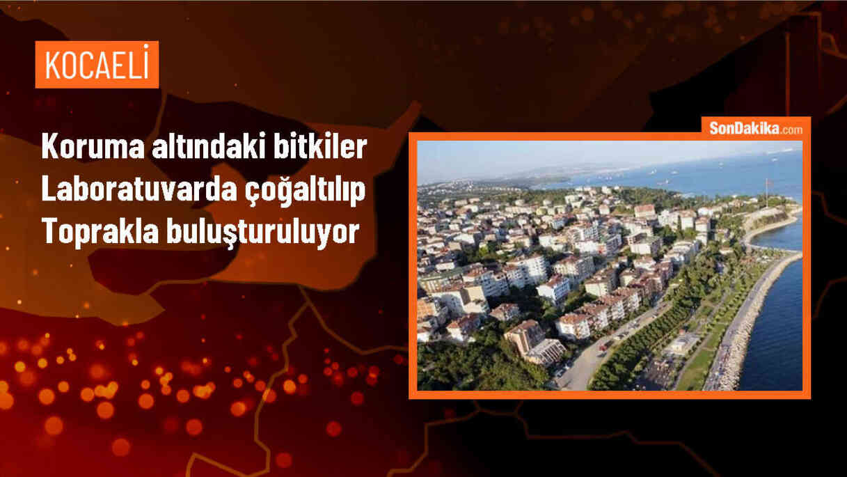 Kocaeli Üniversitesi Biyoloji Bölümü, nadir bitkileri çoğaltarak biyoçeşitliliğe katkı sağlıyor