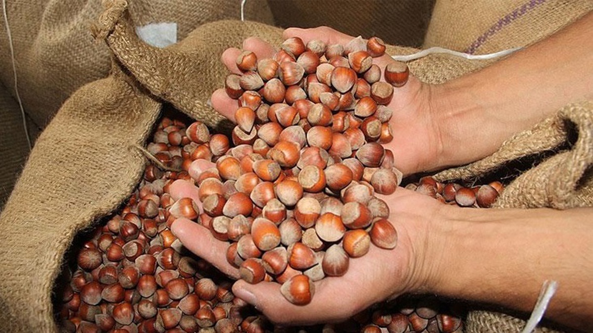 Trabzon\'dan yapılan fındık ihracatı Türkiye\'nin yüzde 32\'sini oluşturdu