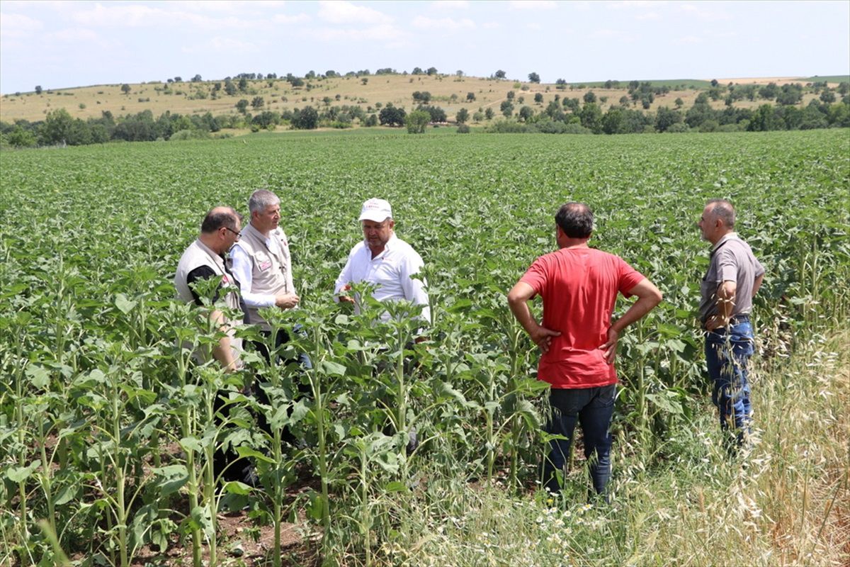 Edirne\'de dolu nedeniyle 100 hektarlık ekili alanda hasar tespit çalışması yapıldı