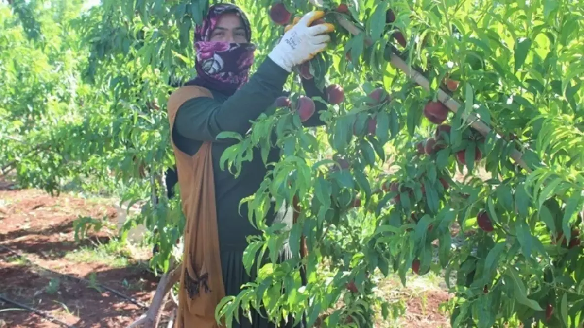 Kavurucu sıcakta zorlu hasat! Yassı şeftali tarlada 8 TL\'den alıcı buluyor