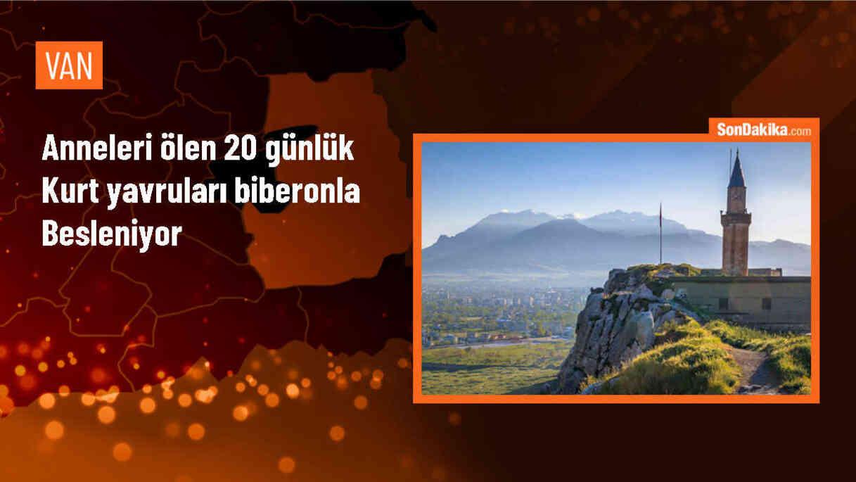 Hakkari\'de bulunan 4 kurt yavrusu koruma altına alındı