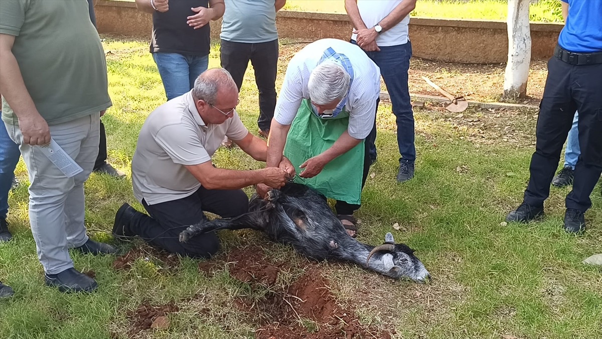 Kozan\'da Vatandaşlara Kurban Kesim Eğitimi Verildi