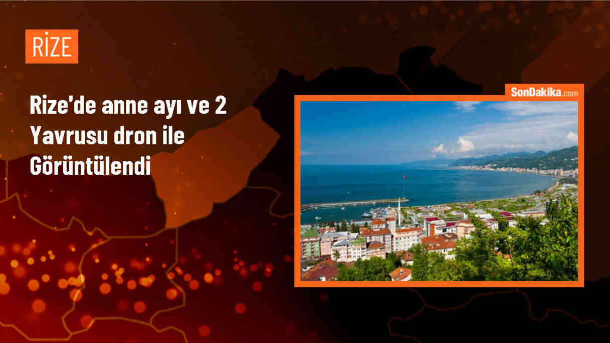 Rize\'de dron ile görüntülenen anne ayı ve yavruları