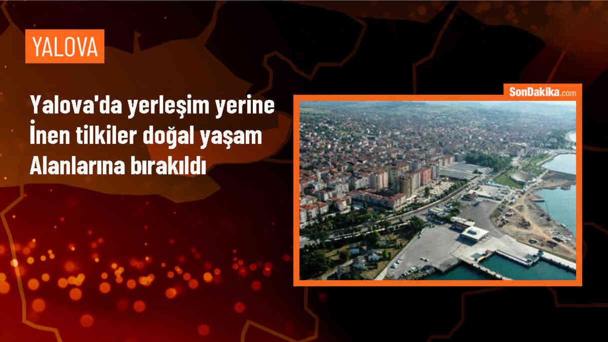 Yalova\'da zarar veren tilkiler doğal yaşam alanlarına salındı