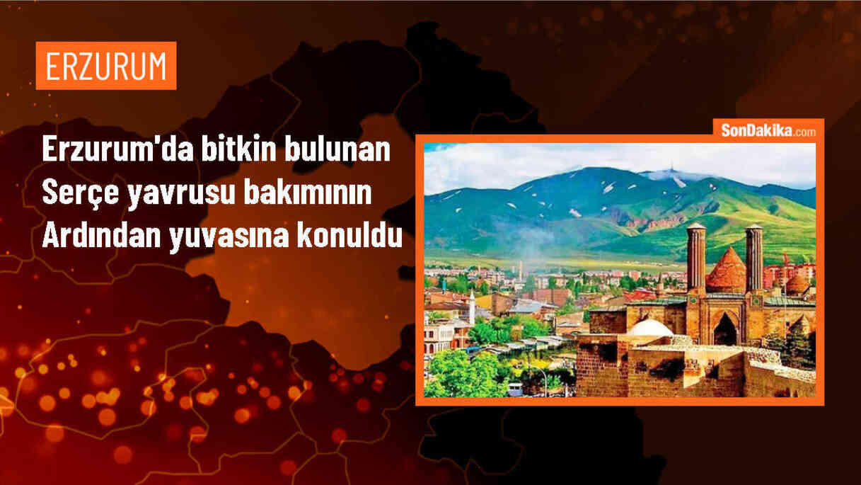 Erzurum\'da Bitkin Halde Bulunan Serçe Yavrusu Bakıldıktan Sonra Yuvasına Bırakıldı