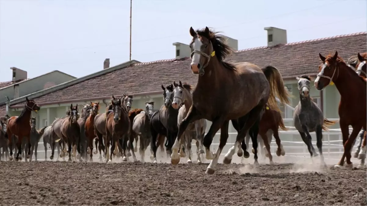 TİGEM 73 safkan Arap koşu tayını açık artırmayla satışa çıkarıyor