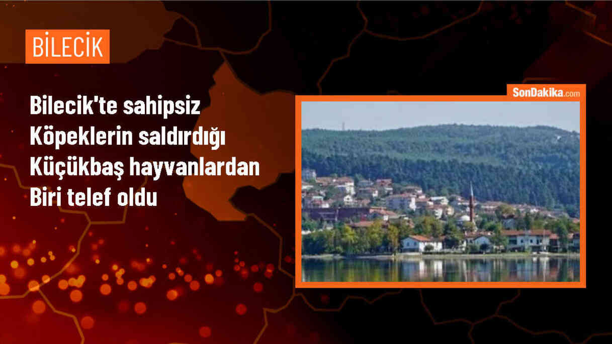 Söğüt\'te sahipsiz köpeklerin saldırısı sonucu bir küçükbaş hayvan telef oldu